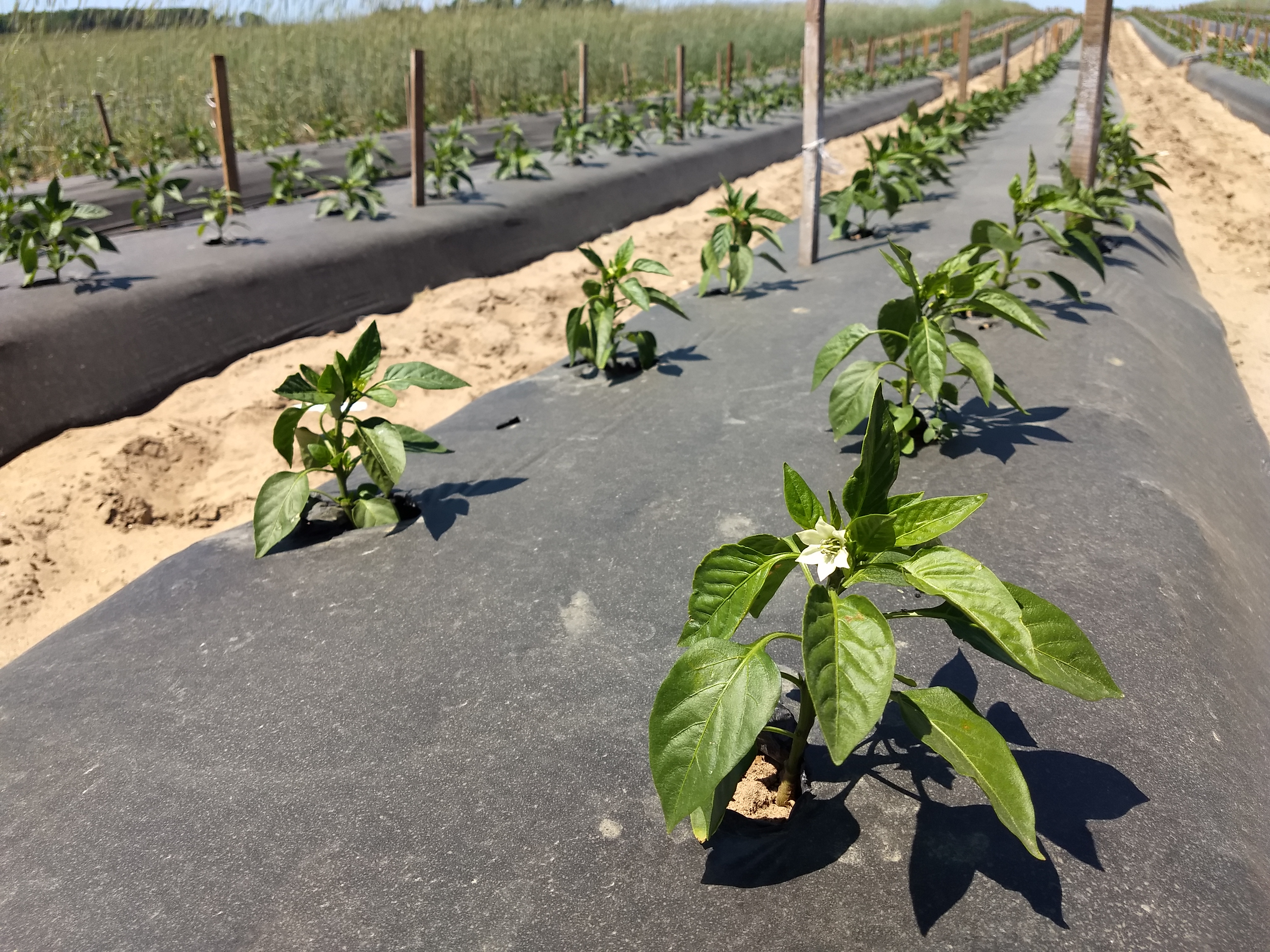 Pepper transplants